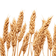 Horizontal wheat ears isolated on with white background(2)