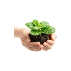 Small Plant in Cupped Hands, Young Seedling Growing, Eco-Friendly Concept, Nature Care, Gardening, Environmental, Green Life, Nurturing Isolated on White Background