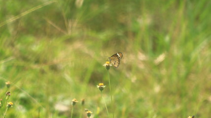 A light brown butterfly is perched on a small yellow and white grass flower and sucking its nectar.