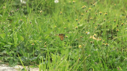 A light brown butterfly is perched on a small yellow and white grass flower and sucking its nectar.
