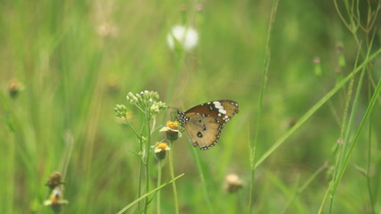 A light brown butterfly is perched on a small yellow and white grass flower and sucking its nectar.