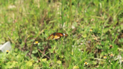A brown and yellow butterfly is perched on a small yellow and white grass flower and sucking its nectar.