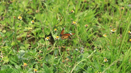 A brown and yellow butterfly is perched on a small yellow and white grass flower and sucking its nectar.