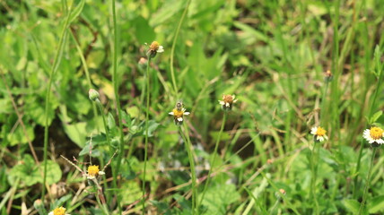 A brown bee was sitting on a small yellow and white grass flower and sucking the honey