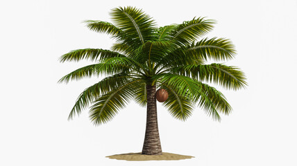 Realistic 3d render of a single coconut palm tree isolated on white background