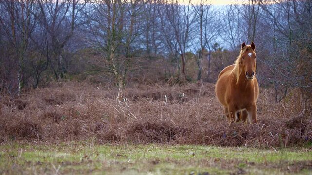 Semi wild chestnut mare horse pony looks at camera from bracken covered common land and walks from right of frame to left.