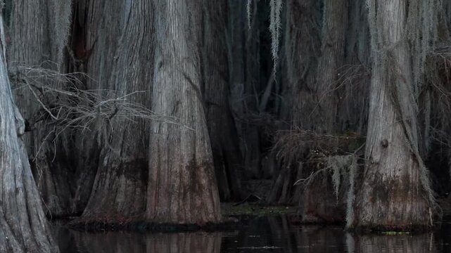 Spanish Moss on Bald Cypress and Tupelo Trees in the Martin/Caddo Lake