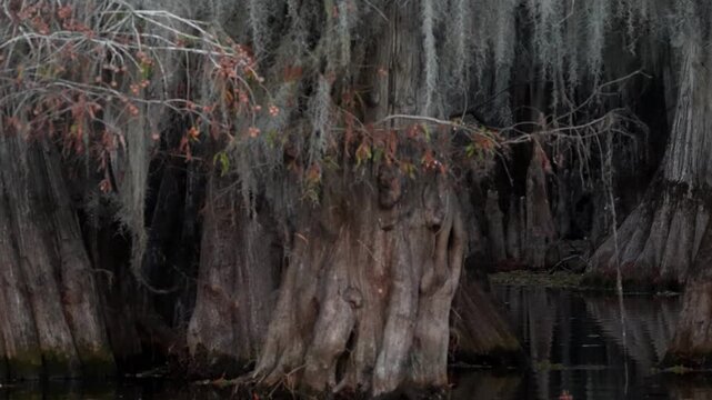 Spanish Moss on Bald Cypress and Tupelo Trees in the Martin/Caddo Lake