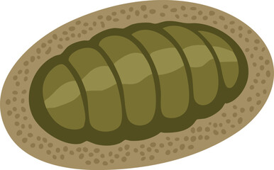 Armored chiton mollusk