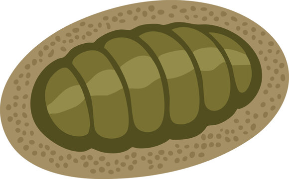 Armored chiton mollusk