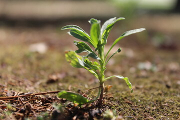 Close-up of young plant emerging from soil