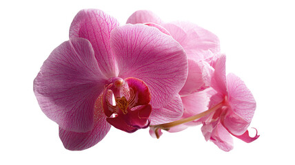 Obraz premium Pink orchid flower blossom closeup on white background