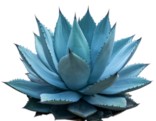 Untitled design - Blue Agave Plant Front View with Symmetrical Spiky Leaves, PNG Transparent Background (2)