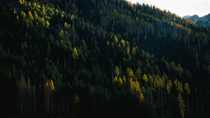 abstract background with trees autumn season in Italy.nature concept background.