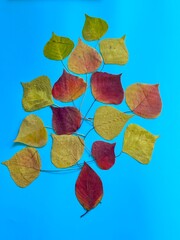 colorful autumn leaves