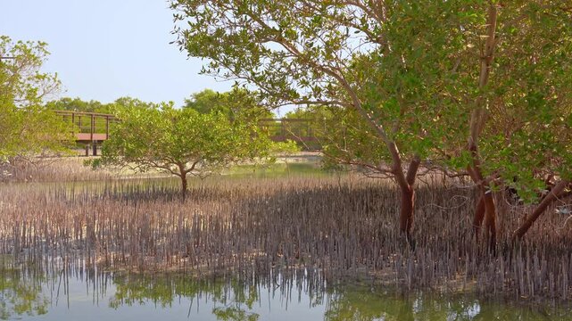 Scenic view of mangrove trees and elevated walkway in Jubail Island&rsquo;s coastal park, Abu Dhabi