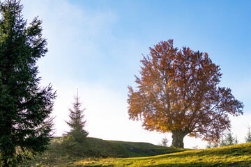 A majestic autumn tree crowns a sunny hill beneath a crisp blue sky framed by spruces. Bright minimalist landscape with negative space, perfect for seasonal ads, wellness, travel and nature. Ads.