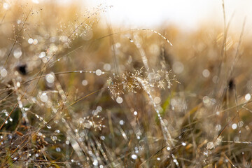 Fototapeta premium Golden morning bokeh on dew-kissed meadow grass, delicate seed heads sparkling in soft sunlight. Abstract natural background with dreamy highlights, macro detail, serene rural sunrise atmosphere.