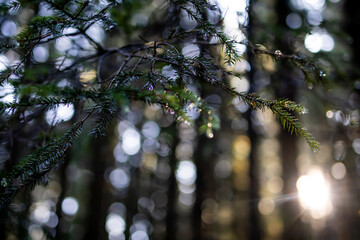 Close view of evergreen needles with dew against a soft forest bokeh. Early sun flares through the trees lighting drops and texture. A serene nature background for wellness eco and holiday themes