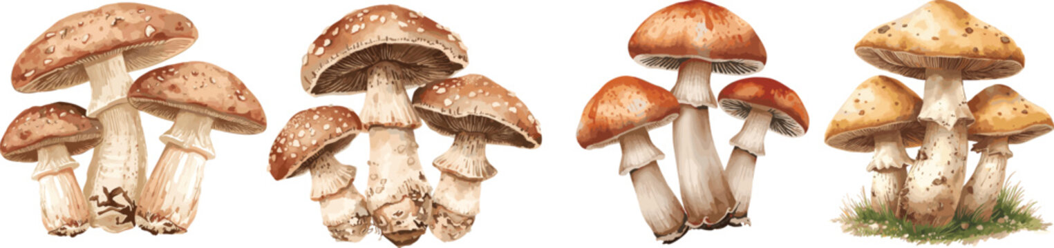 Watercolor vector set of shiitake mushrooms, isolated on a white background. Shiitake illustration.

