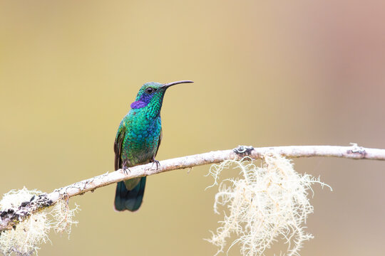 Lesser Violetear perched on a mossy branch