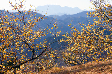 宝登山のロウバイ