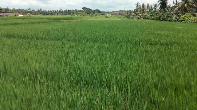 Rice fields