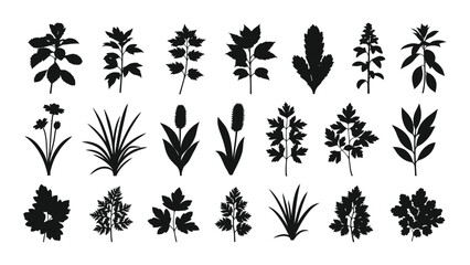 Botanical plant silhouettes collection isolated on white background, Vector