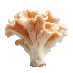 Delicate pale pink oyster mushroom with ruffled edges and visible gills white, Cut Out, Isolated On White Background, Png Transparent