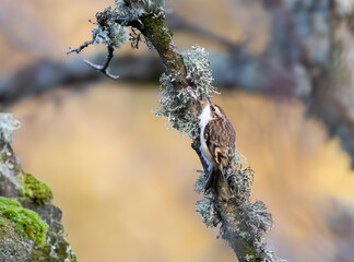 Eurasian Treecreeper creeping on a tree
