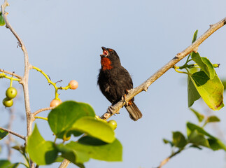 Lesser Antillean Bullfinch perched on a tree