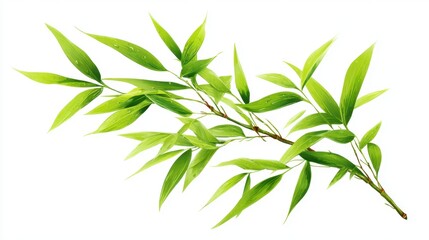 Fototapeta premium A branch of vibrant green bamboo leaves is displayed against a white background emphasizing the lushness and vitality of nature. The leaves appear fresh and healthy showcasing their elongated shape.