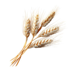 Five golden wheat stalks with detailed texture against black background grain yellow, Cut Out, Isolated On White Background, Png Transparent