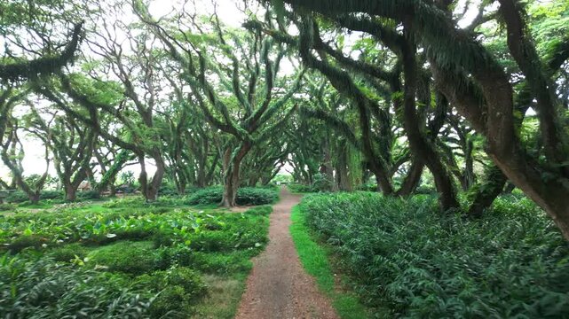 Mistyc forest