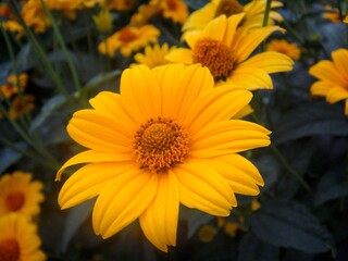 Yellow Flowers