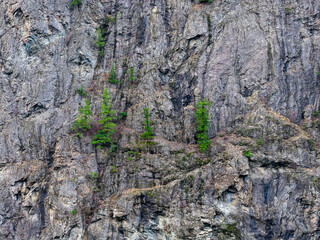 Rugged Rocky Cliff With Green Conifer Trees Clinging To Craggy Outcrops In Canada