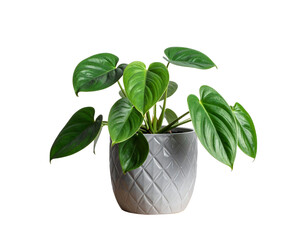 Healthy green philodendron houseplant in a decorative gray pot isolated on transparent background