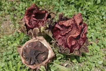 Three Amorphophallus Flowers Blooming in Green Grass