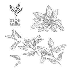 Fototapeta premium Hand-drawn sage with a line art engraved style.