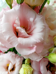 Bouquet of light pink Eustoma photographed close up.