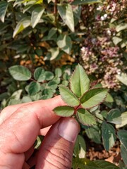 Rose leaves pattern or Rosa indica five leaves pattern 