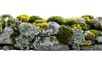A stone fence dividing two village fields, covered in a vibrant growth of lichens and moss, isolated on a Transparent background