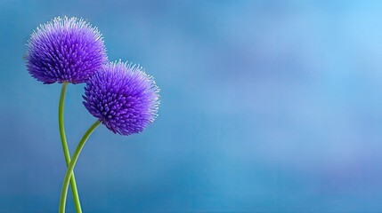 Close-up of two purple flowers with green stems against a blurred blue background. The image has a soft focus and a dreamy aesthetic.