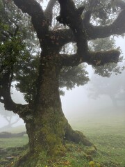 Portugal, Madeira Island, Fanal, Fanal Forest, Laurisilva Forest, UNESCO World Heritage Site
