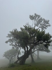 Century old Laurissilva trees in mystical foggy Fanal Forest in Madera Island, Portugal