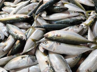 Fresh livestock fish selling at wet market