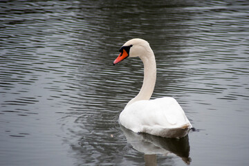 Swan is on the pond