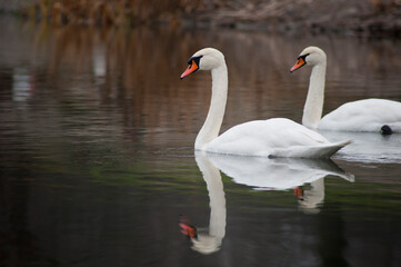 Swans is on the pond
