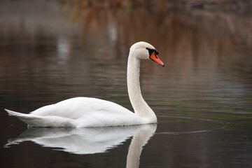 Swan is on the pond
