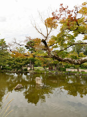 reflection of trees in a lake